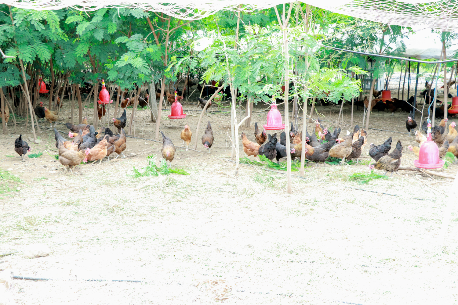 IMG_6088 (2) (1).jpg